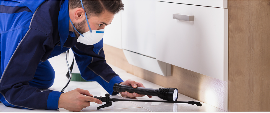 Hercules pest xpert removal